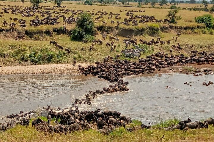 3-Day Private 4x4 Masai Mara Safari: Big Five, Wildebeest River Crossings & Camp Stays photo 3