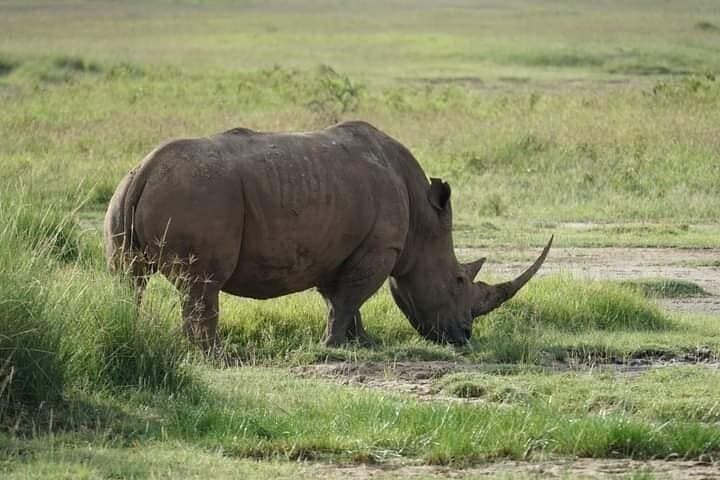 Inside Nairobi National Park: A Unique Safari with City Skyline Views photo 3