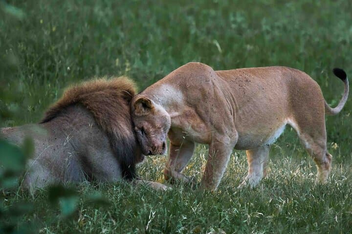 Mikumi National Park Full-Day Safari from Zanzibar — Fly-In Game Drive photo 4
