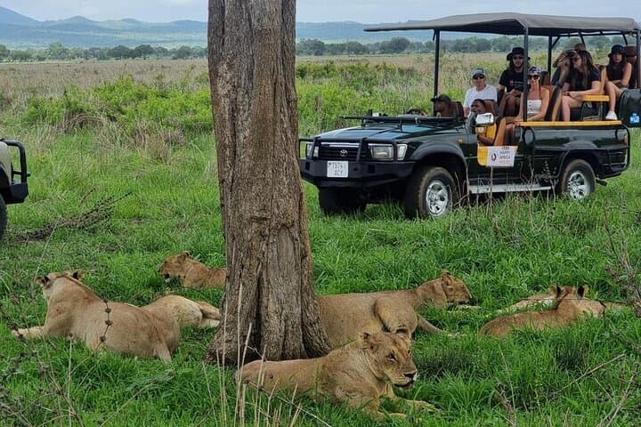 Mikumi National Park Full-Day Safari from Zanzibar — Fly-In Game Drive