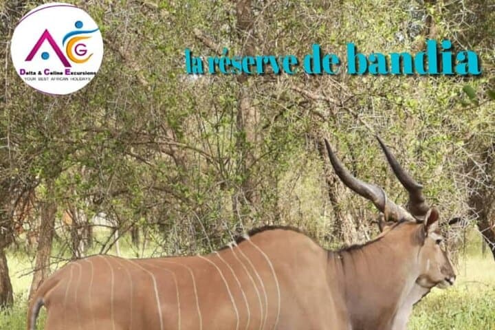 Half-Day Safari at Bandia Reserve — 4x4 Wildlife Drive from Dakar & Saly photo 3