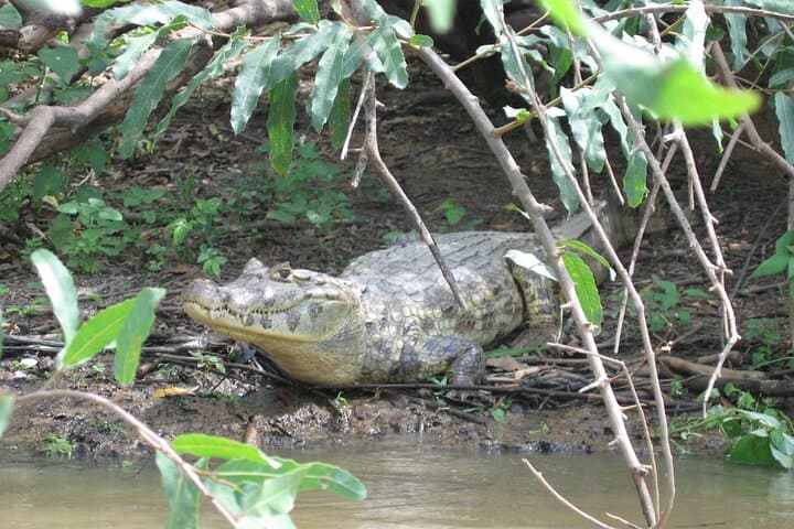 3-Day Tambopata National Reserve Tour: Canopy Towers, Clay Licks & Night Wildlife photo 4