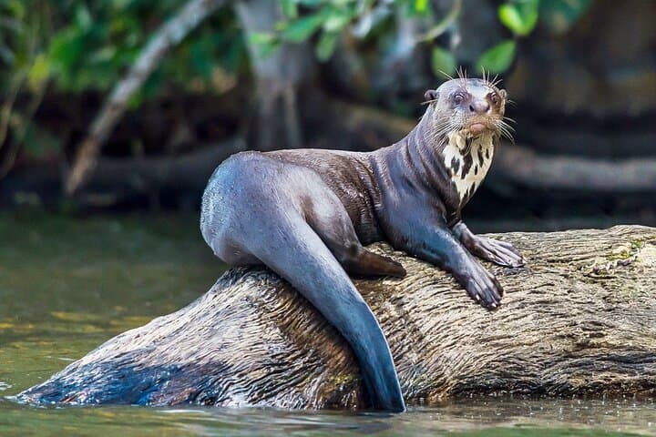 3-Day Tambopata National Reserve Tour: Canopy Towers, Clay Licks & Night Wildlife photo 6