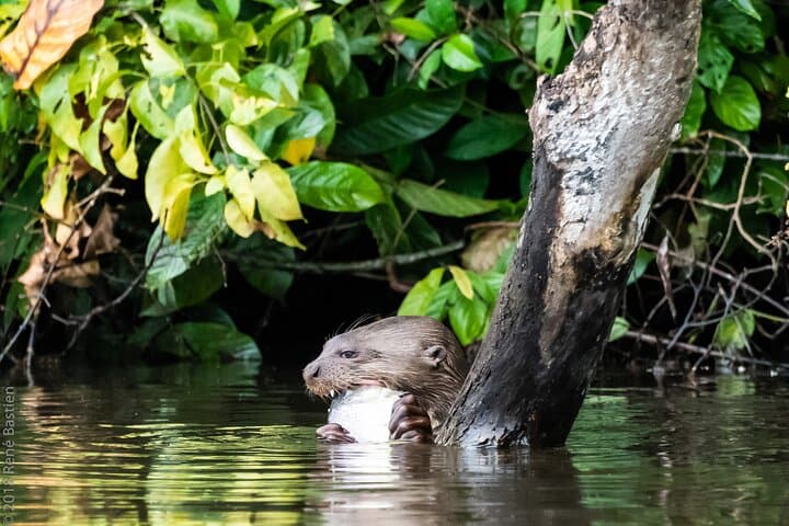 3-Day Tambopata National Reserve Tour: Canopy Towers, Clay Licks & Night Wildlife photo 5