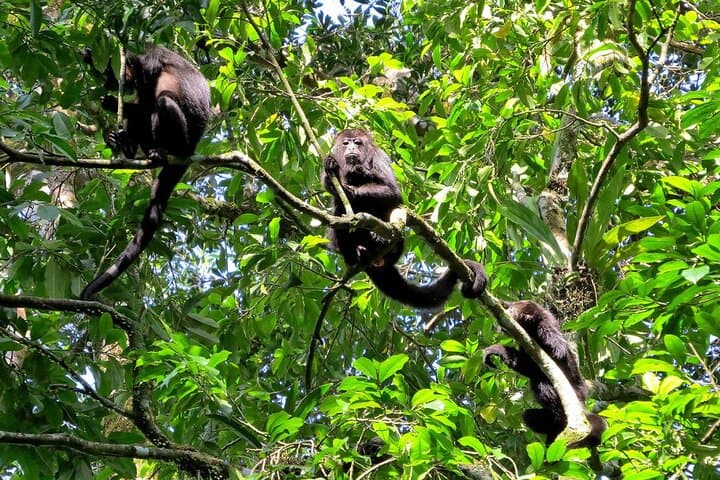 3-Day Tambopata National Reserve Tour: Canopy Towers, Clay Licks & Night Wildlife photo 3