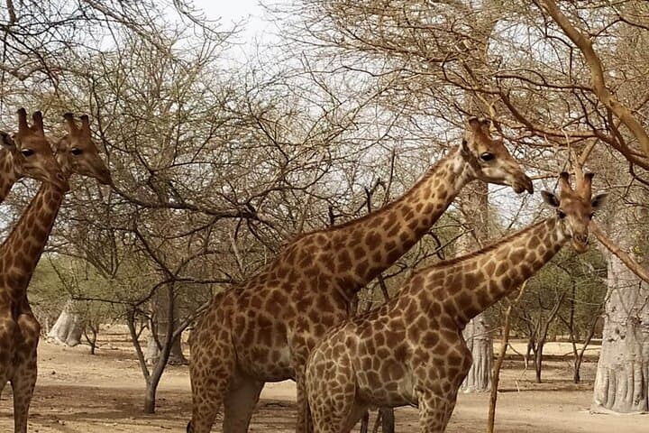 Half-Day Safari at Bandia Reserve — 4x4 Wildlife Drive from Dakar & Saly photo 4