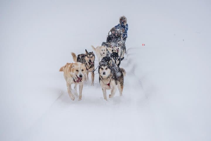 Sled Dog Sampler Ride at Trail Breaker Kennel — Fairbanks Dog Sledding Experience photo 1