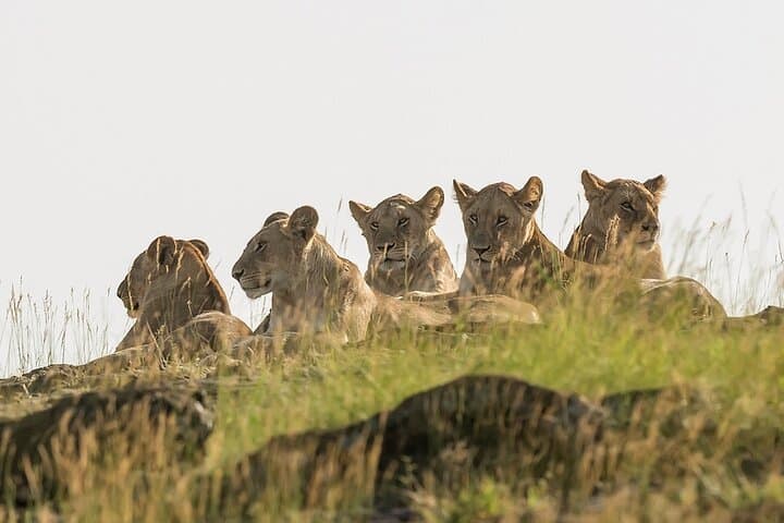 3-Day Private Masai Mara Safari in a 4x4 Land Cruiser photo 2