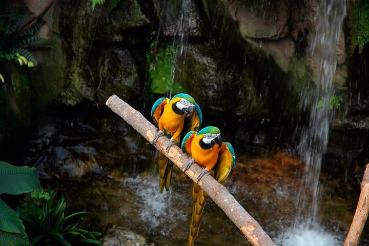 5-Day Tambopata Amazon Tour: Macaw Clay Licks, Jungle Lodge & Wildlife