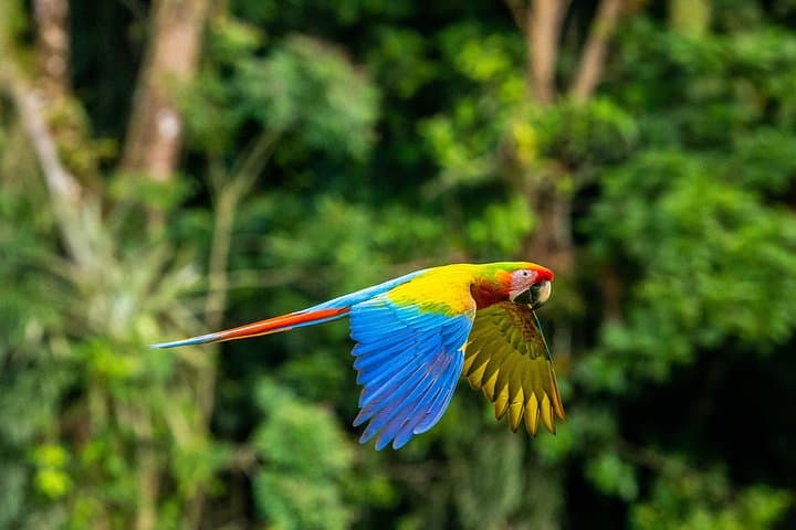 5-Day Tambopata Amazon Tour: Macaw Clay Licks, Jungle Lodge & Wildlife photo 2
