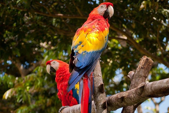 5-Day Tambopata Amazon Tour: Macaw Clay Licks, Jungle Lodge & Wildlife photo 3
