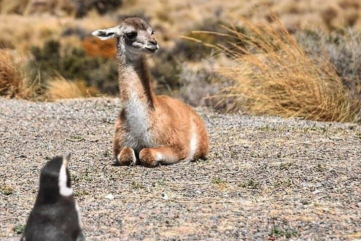 Punta Tombo Penguin Colony Tour from Puerto Madryn — Penguins & Toninas Watching photo 3