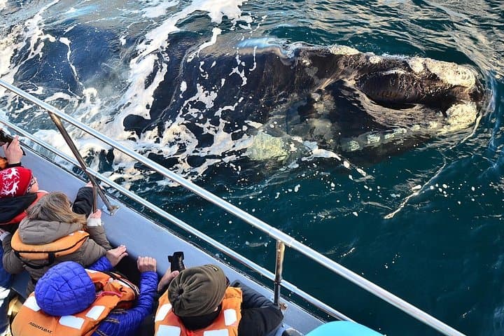 Peninsula Valdes Full-Day Wildlife Tour from Puerto Madryn — Optional Whale Watching photo 3