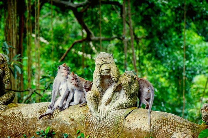 Ultimate Ubud One-Day Tour: Rice Terraces, Monkey Forest & Waterfall