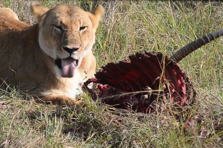 4-Day Safari: Masai Mara, Lake Nakuru & Lake Naivasha — Big Cats, Rhinos and Crescent Island photo 2