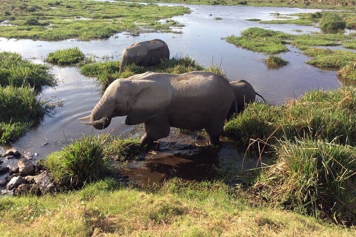 Amboseli 2-Day Safari: Up-Close Elephant Encounters & Mount Kilimanjaro Views photo 5