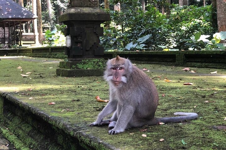 Ubud Nature Highlights: Monkey Forest, Tegallalang & Tirta Empul Day Tour