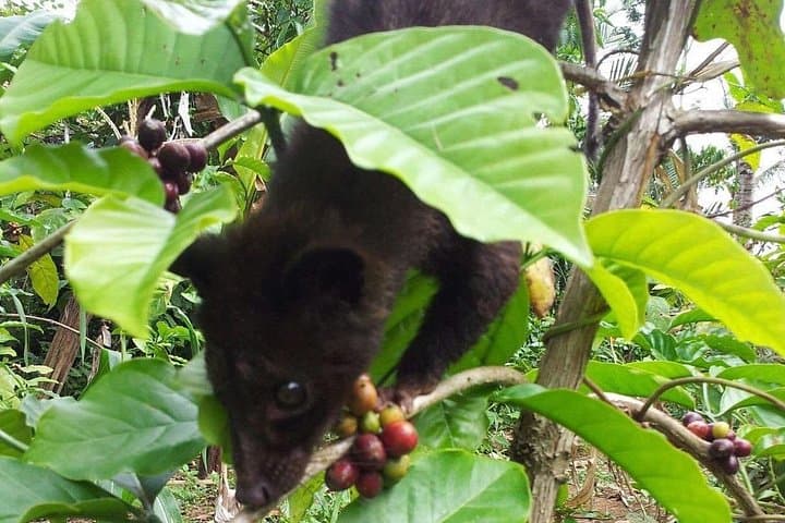 Ubud Nature Highlights: Monkey Forest, Tegallalang & Tirta Empul Day Tour photo 6