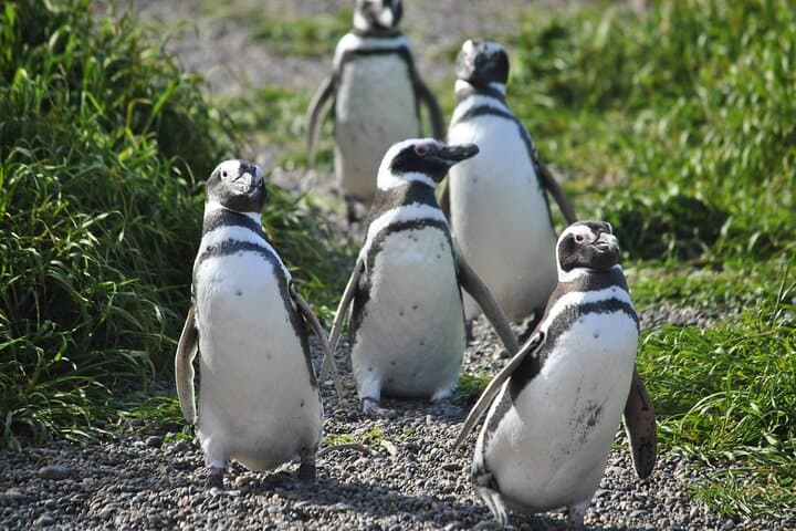 Punta Tombo Penguin Rookery Day Tour from Puerto Madryn