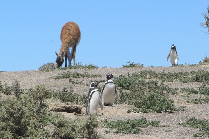 Punta Tombo Penguin Rookery Day Tour from Puerto Madryn photo 2