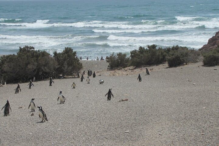 Punta Tombo Penguin Rookery Day Tour from Puerto Madryn photo 3