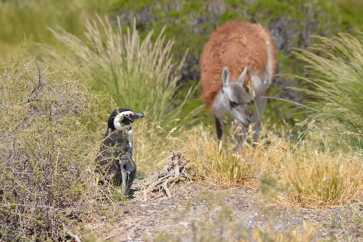 Punta Tombo Penguin Rookery Day Tour from Puerto Madryn photo 4