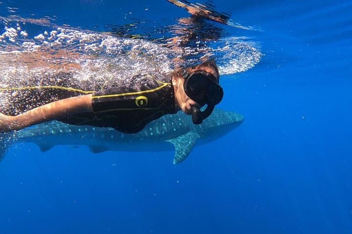 Swim with Whale Sharks: Full-Day Riviera Maya Encounter from Playa del Carmen