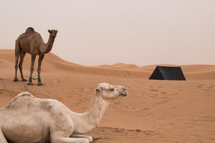 3-Day Camel Trekking in the Sahara from Zagora – Erg Hnnina Oasis Camps photo 2