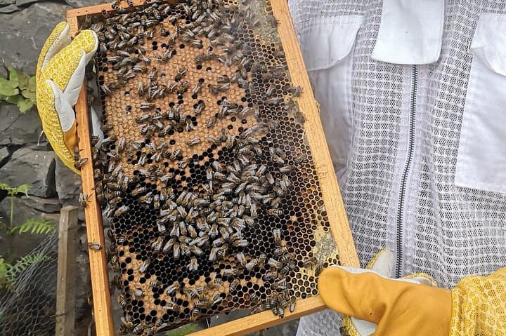 Madeira Bee-Hive Experience: Honey, Pollen & Beekeeping Tour photo 6