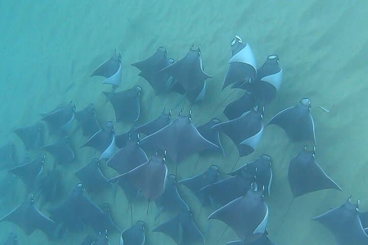 Discover Scuba at Pelican Rock: Non‑Certified Diving in Cabo San Lucas photo 3