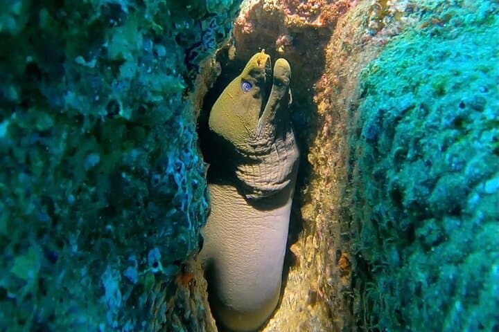 Discover Scuba at Pelican Rock: Non‑Certified Diving in Cabo San Lucas photo 4