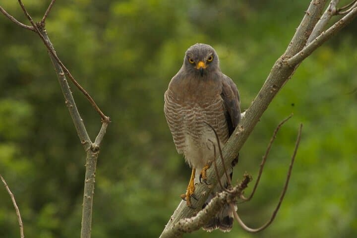 Birdwatching in Salento: Cloud-Forest Hikes, Wax Palms & Hummingbirds