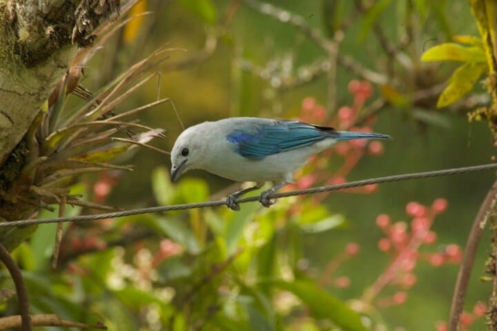 Birdwatching in Salento: Cloud-Forest Hikes, Wax Palms & Hummingbirds photo 2