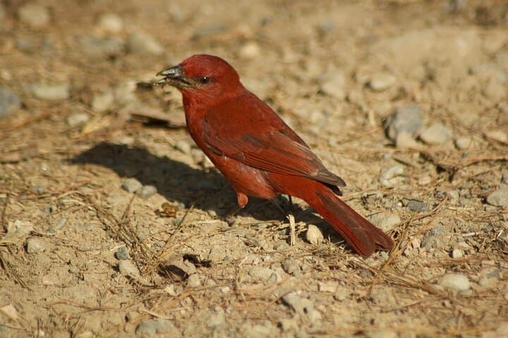 Birdwatching in Salento: Cloud-Forest Hikes, Wax Palms & Hummingbirds photo 4