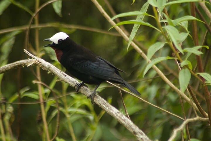 Birdwatching in Salento: Cloud-Forest Hikes, Wax Palms & Hummingbirds photo 5