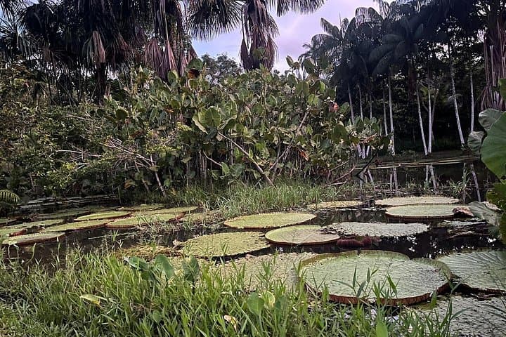 Amazon River Immersion: 3-Day Puerto Nariño Jungle Culture & Wildlife Adventure photo 2