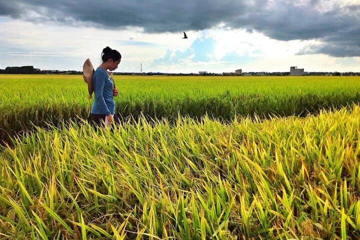 Sekinchan Paddy Fields to Kuala Selangor Fireflies: Half-Day Nature Tour from Kuala Lumpur