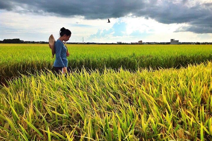 Sekinchan Paddy Fields, Fishing Village & Kuala Selangor Fireflies — Day Tour from Kuala Lumpur