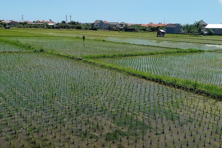 Sanur Village E-Bike Tour: Family-Friendly Cycling & Turtle Sanctuary Visit in Bali photo 5