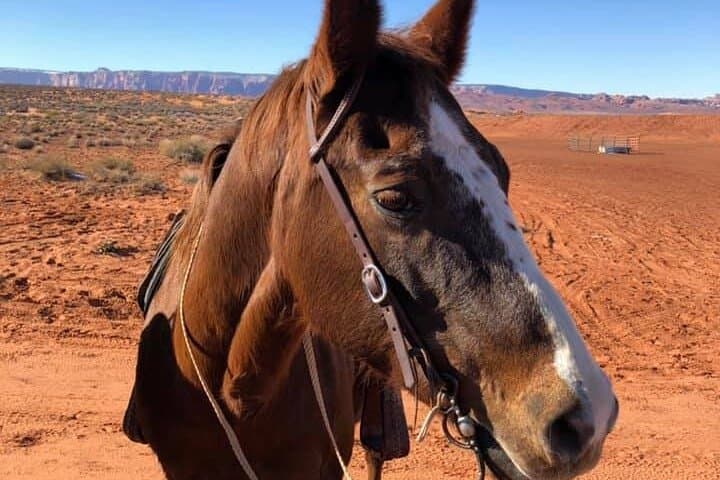 1-Hour Horseshoe Bend Trail Ride — Guided Navajo Nation Horseback Tour (Page, AZ) photo 3