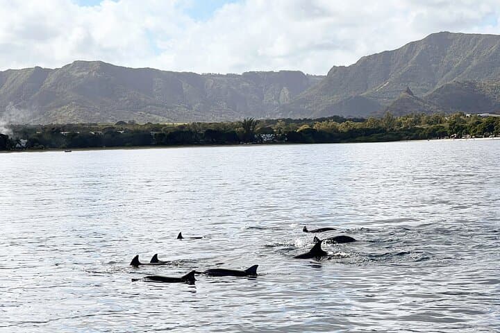 Full-Day Dolphins Encounter to Ile aux Benitiers & Crystal Rock — Speedboat Trip in Mauritius photo 3