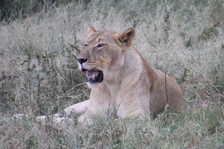 Richards Bay Big 5 Safari at Hluhluwe‑iMfolozi — 8–10 Hour Shore Excursion