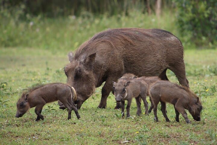 Richards Bay Big 5 Safari at Hluhluwe‑iMfolozi — 8–10 Hour Shore Excursion photo 2