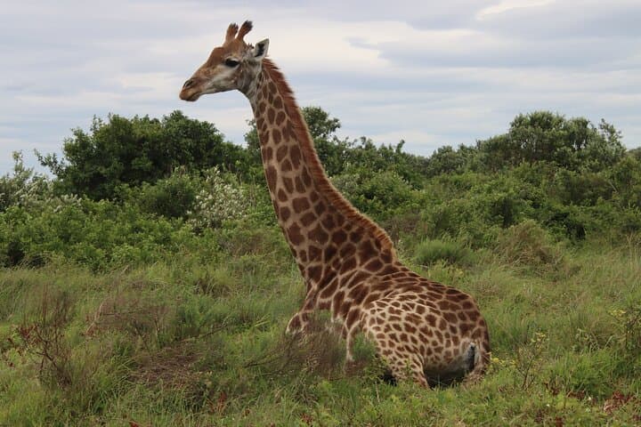 Richards Bay Big 5 Safari at Hluhluwe‑iMfolozi — 8–10 Hour Shore Excursion photo 3