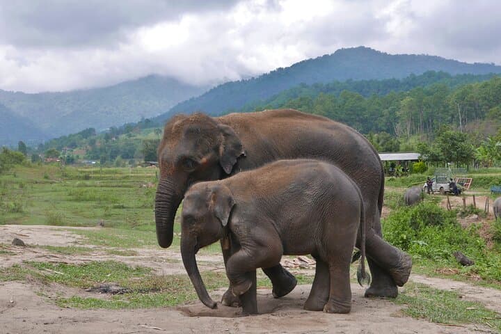 Doi Inthanon Day Tour: Ethical Elephant Sanctuary, Summit Pagodas & Pha Dok Saew Trek