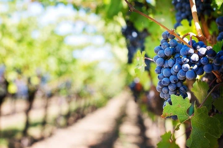 Madeira Wine Safari: Cabo Girão Cliffs & São Vicente Vineyard Half-Day Tour photo 1