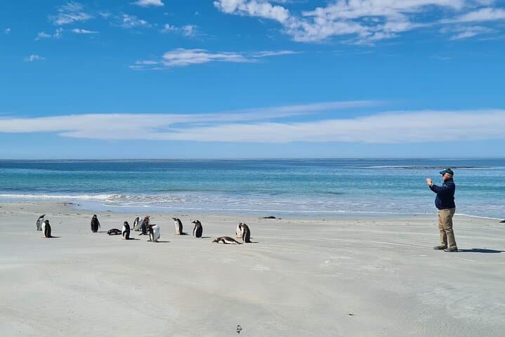 Penguin Encounter at Bertha's Beach & Stanley: Private Falklands Wildlife Tour photo 1