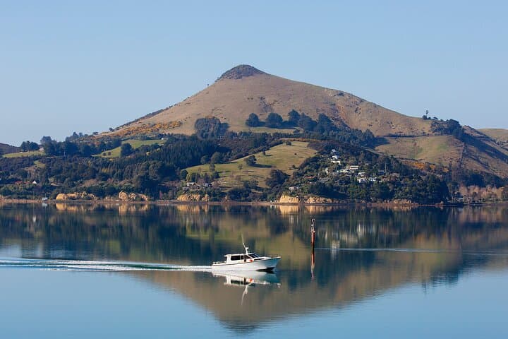 Otago Harbour Wildlife Cruise — Dunedin Shore Excursion to Taiaroa Head & Royal Albatross photo 1