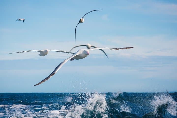 Otago Harbour Wildlife Cruise — Dunedin Shore Excursion to Taiaroa Head & Royal Albatross photo 2
