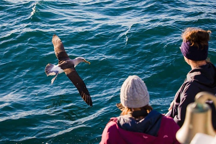 Otago Harbour Wildlife Cruise — Dunedin Shore Excursion to Taiaroa Head & Royal Albatross photo 3